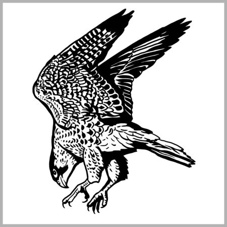 Hawk in flight vector. Predatory bird isolated on white background.のイラスト素材