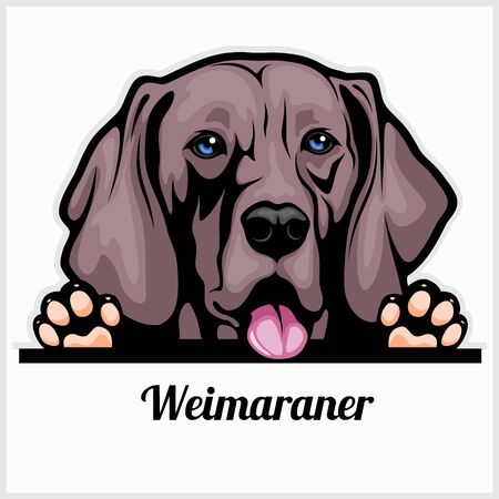 Color dog head, Weimaraner breed on white backgroundのイラスト素材