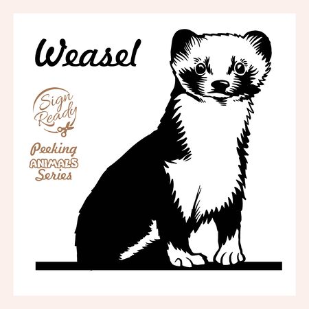 Peeking Weasel - face head isolated on whiteのイラスト素材