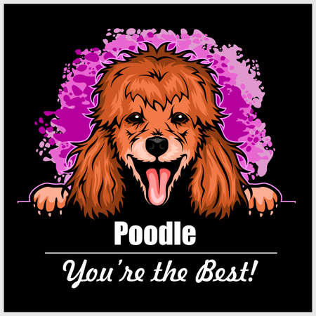 Poodle - Peeking Dogs - breed face head isolated on blackのイラスト素材