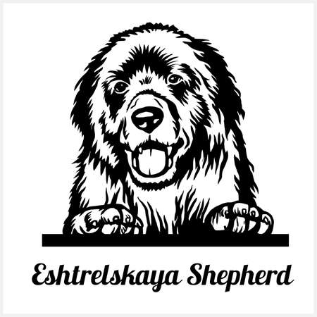 Eshtrelskaya Shepherd - Peeking Dogs - breed face head isolated on whiteのイラスト素材