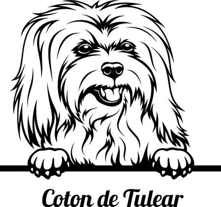Peeking Dog - Coton de Tulear breed - head isolated on white - vector stockのイラスト素材