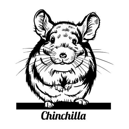 Peeking Chinchilla - Funny Chinchilla Pig peeking out - face head isolated on whiteのイラスト素材