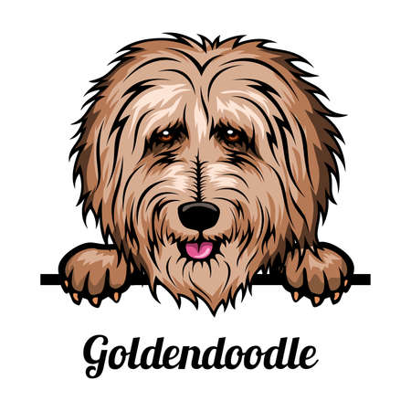 Goldendoodle - Color Head Dog - vector stock illustration isolated on whiteのイラスト素材
