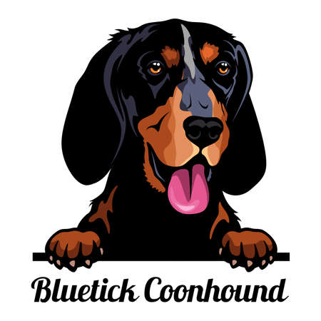 Bluetick Coonhound - Color Peeking Dogs - breed face head isolated on whiteのイラスト素材