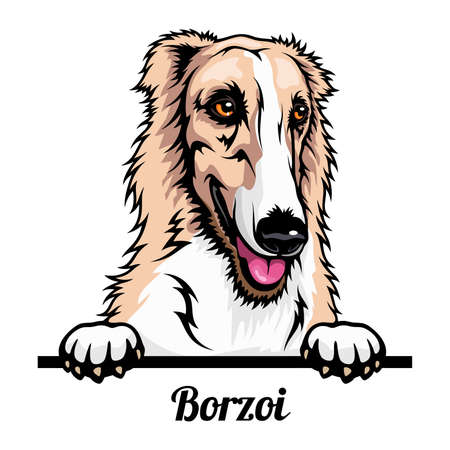 Borzoi - Color Peeking Dogs - breed face head isolated on whiteのイラスト素材