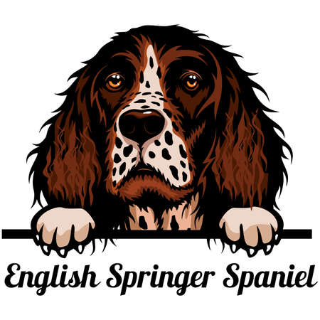 Head English Springer Spaniel - dog breed. Color image of a dogs head isolated on a white backgroundのイラスト素材