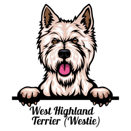 Head West Highland White Terrier - dog breed. Color image of a dogs head isolated on a white backgroundのイラスト素材
