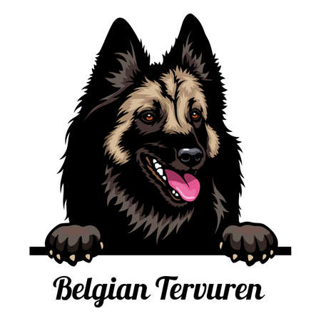 Head Belgian Tervuren - dog breed. Color image of a dogs head isolated on a white backgroundのイラスト素材