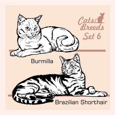 Cat Breeds - Brazilian Shorthair, Burmilla - Cheerful cats isolated on white - vector setのイラスト素材