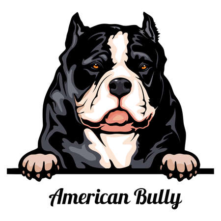 Head American Bully - dog breed. Color image of a dogs head isolated on a white backgroundのイラスト素材