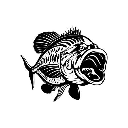 Largemouth bass in attack - template for fishing design isolated on whiteのイラスト素材