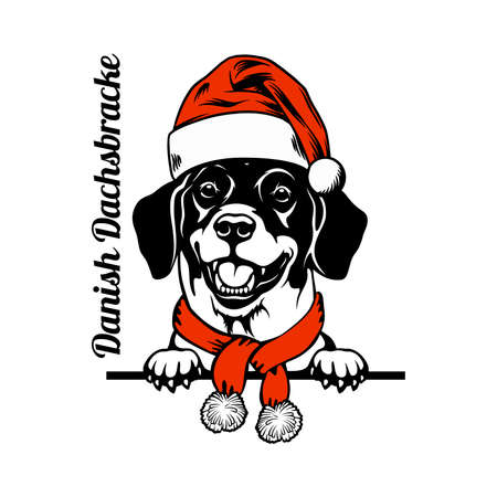 Christmas Danish Dachsbracke Dog - Peeking Dog christmas hat isolated on white backgroundのイラスト素材