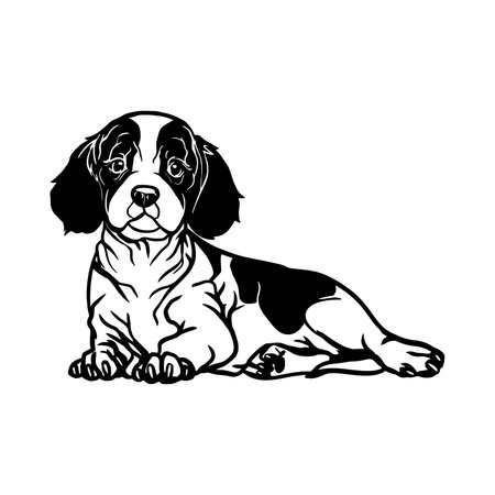 Cavalier King Charles Spaniel dog - Lying Cavalier King Charles Spaniel vector stock isolated illustration on white background.のイラスト素材