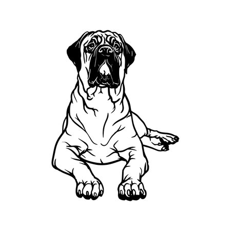 Bullmastiff dog - Lying dog vector stock isolated illustration on white background.のイラスト素材
