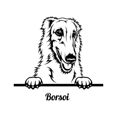 Peeking Dog - Borzoi breed - head isolated on whiteのイラスト素材