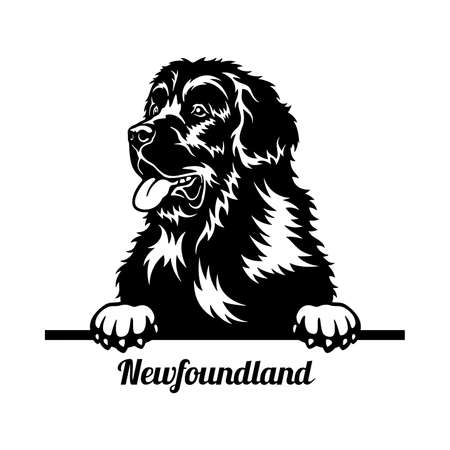 Newfoundland Peeking Dog head isolated on whiteのイラスト素材