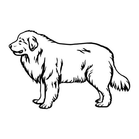 Great Pyrenees dog - vector isolated illustration on white backgroundのイラスト素材