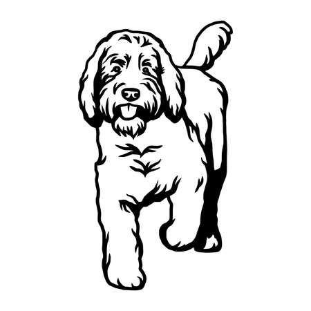 Goldendoodle dog - vector isolated illustration on white backgroundのイラスト素材