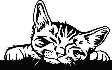 Cute Kitten - Funny Cat isolated on white, Cute Kitty, Pets lover, Pet silhouette, Fluffy kittens. Playing pets.のイラスト素材