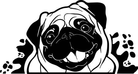 Funny Pug Peeking Dog - head isolated on white - vector stockのイラスト素材