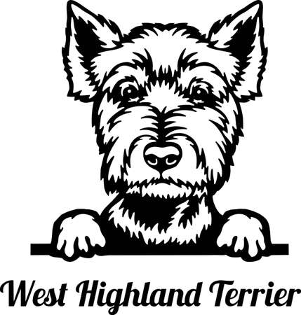 West Highland White Terrier Peeking Dog - head isolated on whiteのイラスト素材