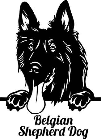Belgian Shepherd Dog Peeking Dog - head isolated on whiteのイラスト素材