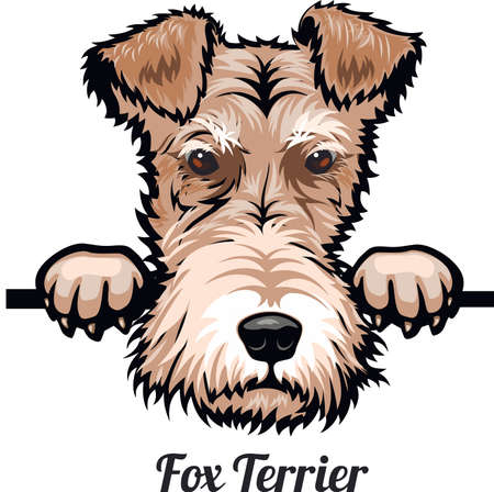 Fox Terrier breed face head isolated on whiteのイラスト素材