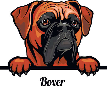 Boxer dog breed. Color image of a dogs head isolated on a white backgroundのイラスト素材