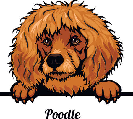 Poodle Color Peeking Dogs - dog breed. Color image of a dogs head isolated on a white backgroundのイラスト素材