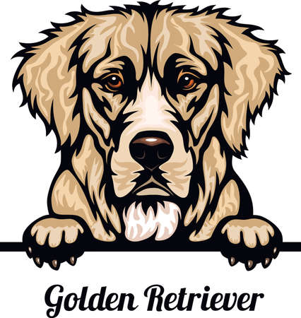 Golden Retriever  dog breed. Color image of a dogs head isolated on a white backgroundのイラスト素材