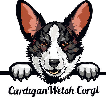 Cardigan Welsh Corgi  dog breed. Color image of a dogs head isolated on a white backgroundのイラスト素材