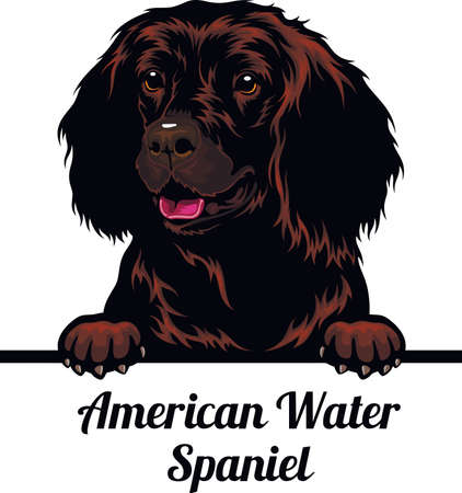 American Water Spaniel  dog breed. Color image of a dogs head isolated on a white backgroundのイラスト素材