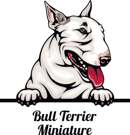 Bull Terrier Miniature - Color Peeking Dogs - dog breed. Color image of a dogs head isolated on a white backgroundのイラスト素材