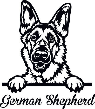 German Shepherd Peeking Dog - head isolated on whiteのイラスト素材