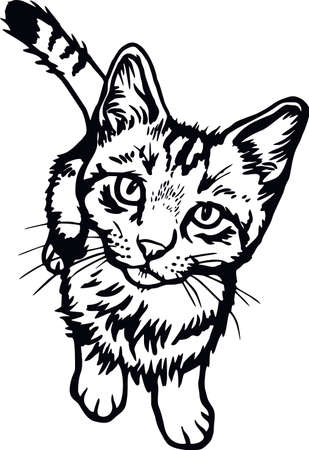 Domestic Cat, Peeking kitten - Cheerful kitty isolated on white - vector stockのイラスト素材