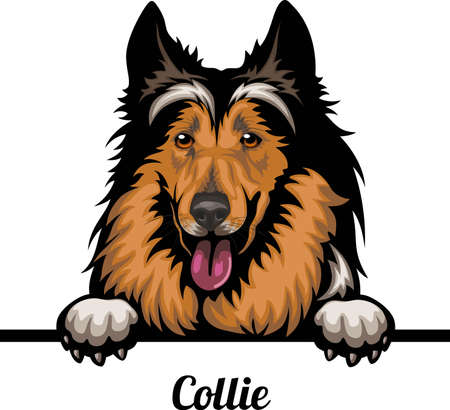 Collie - Color Peeking Dogs - dog breed. Color image of a dogs head isolated on a white backgroundのイラスト素材