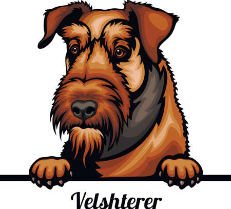 Welsh terrier - Color Peeking Dogs - breed face head isolated on whiteのイラスト素材