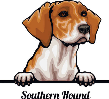 Southern Hound - Color Peeking Dogs - breed face head isolated on whiteのイラスト素材