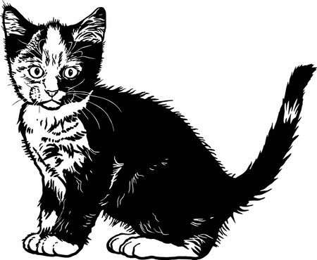 Tortoiseshell Cat, Cute Kitten - Funny Cat isolated on white - vector stockのイラスト素材