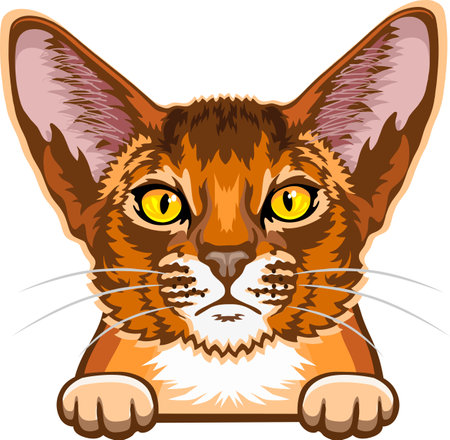 Abyssinian Cat Color Vector, Peeking Cats, Cats Breed, Pet Vector portrait, Cats Headのイラスト素材