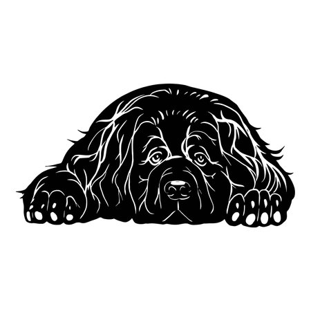 Newfoundland dog - Lying dog vector stock isolated illustration on white background.のイラスト素材