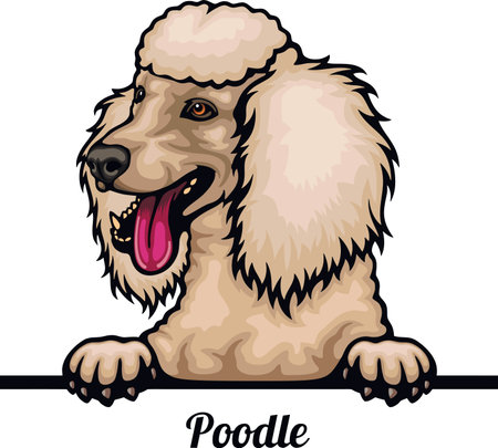Poodle - Color Peeking Dogs - breed face head isolated on whiteのイラスト素材