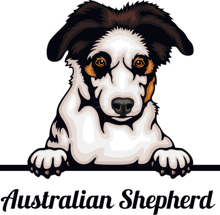 Australian Shepherd - Color Peeking Dogs - breed face head isolated on whiteのイラスト素材