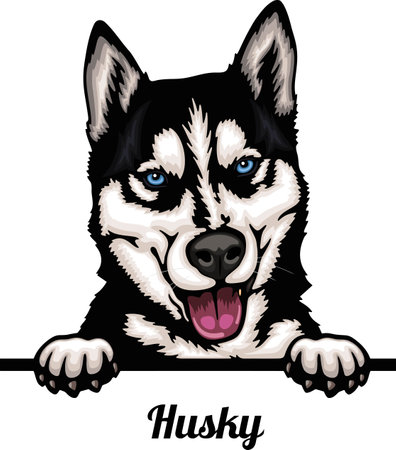 Husky - Color Peeking Dogs - breed face head isolated on whiteのイラスト素材