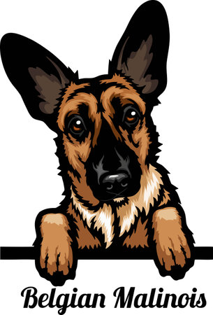 Belgian Malinois - Color Peeking Dogs - breed face head isolated on whiteのイラスト素材
