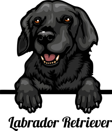 Labrador Retriever - Color Peeking Dogs - breed face head isolated on whiteのイラスト素材