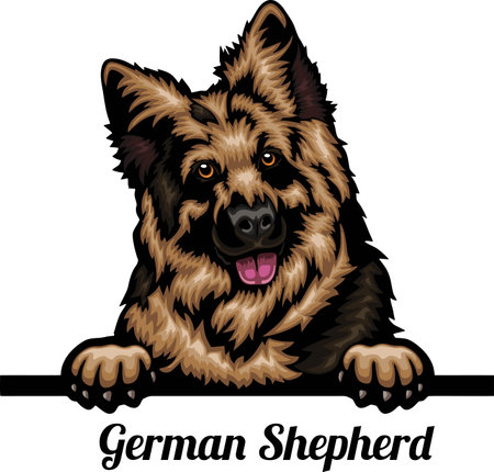 German Shepherd - Color Peeking Dogs - breed face head isolated on whiteのイラスト素材