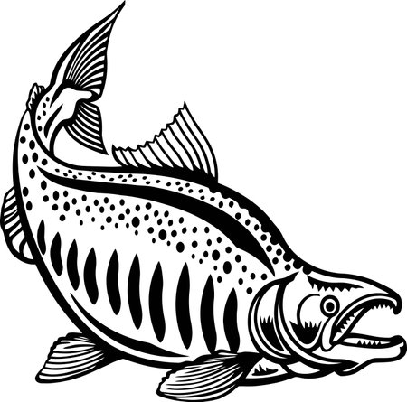 Salmon - American Fishes - Logo Fishのイラスト素材
