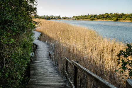 Knysna lagoon, wooden boardwalk through the grass, Garden Route, South Africaの写真素材